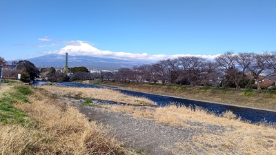龍巌淵の桜[令和7年(2025年)3月20日]