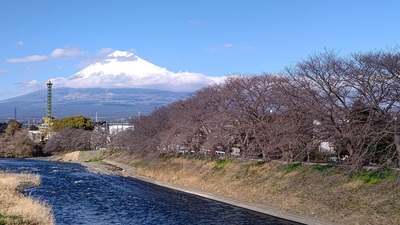 龍巌淵の桜[令和7年(2025年)3月20日]