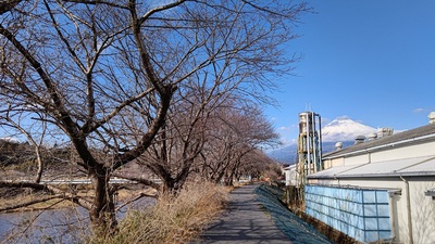 龍巌淵の桜[令和7年(2025年)3月20日]