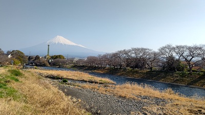 龍巌淵の桜[令和7年(2025年)3月22日]