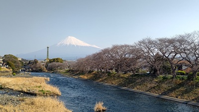 龍巌淵の桜[令和7年(2025年)3月22日]