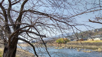 龍巌淵の桜[令和7年(2025年)3月22日]