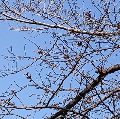 龍巌淵の桜[令和7年(2025年)3月22日]