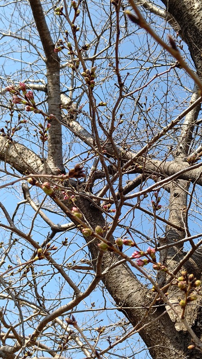龍巌淵の桜[令和7年(2025年)3月22日]
