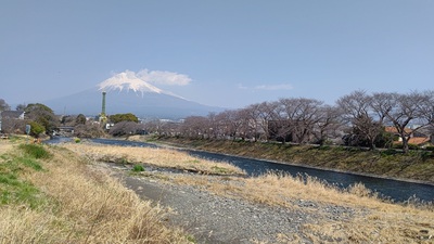 龍巌淵の桜[令和7年(2025年)3月23日]