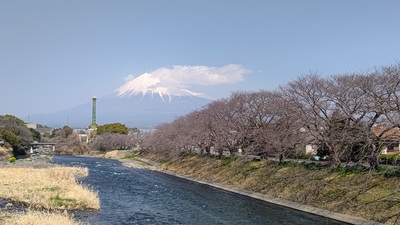 龍巌淵の桜[令和7年(2025年)3月23日]