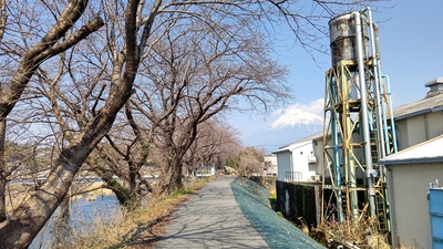 龍巌淵の桜[令和7年(2025年)3月23日]