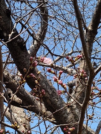 龍巌淵の桜[令和7年(2025年)3月23日]