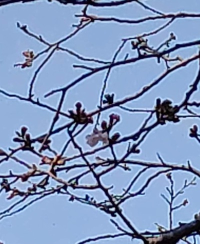 龍巌淵の桜[令和7年(2025年)3月23日]