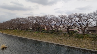龍巌淵の桜[令和7年(2025年)3月24日]
