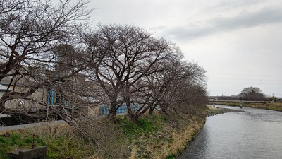 龍巌淵の桜[令和7年(2025年)3月24日]