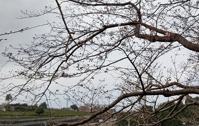 龍巌淵の桜[令和7年(2025年)3月24日]