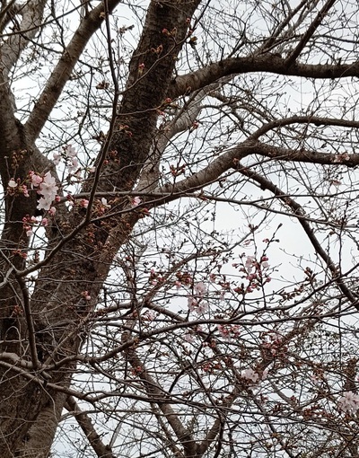 龍巌淵の桜[令和7年(2025年)3月24日]