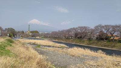 龍巌淵の桜[令和7年(2025年)3月25日]