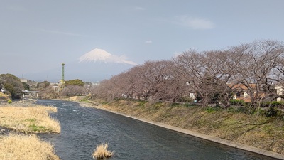 龍巌淵の桜[令和7年(2025年)3月25日]