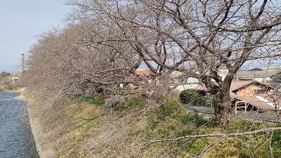 龍巌淵の桜[令和7年(2025年)3月25日]