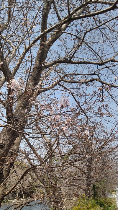 龍巌淵の桜[令和7年(2025年)3月25日]