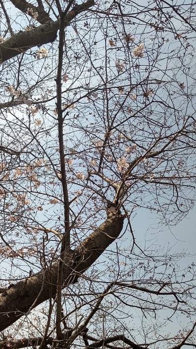 龍巌淵の桜[令和7年(2025年)3月25日]
