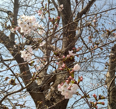 龍巌淵の桜[令和7年(2025年)3月25日]