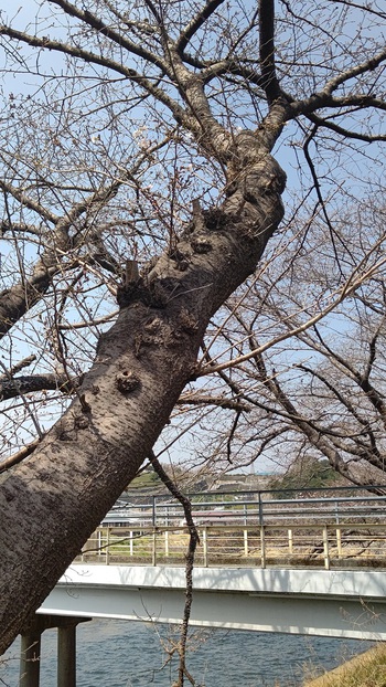 龍巌淵の桜[令和7年(2025年)3月25日]