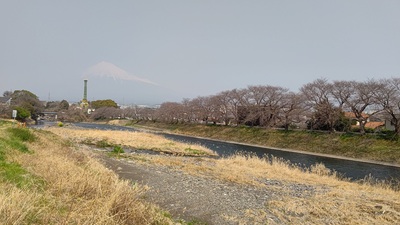 龍巌淵の桜[令和7年(2025年)3月26日]