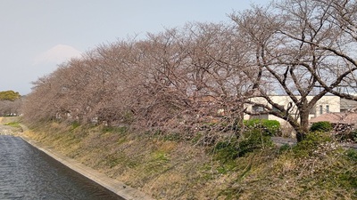 龍巌淵の桜[令和7年(2025年)3月26日]