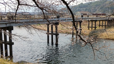 龍巌淵の桜[令和7年(2025年)3月26日]