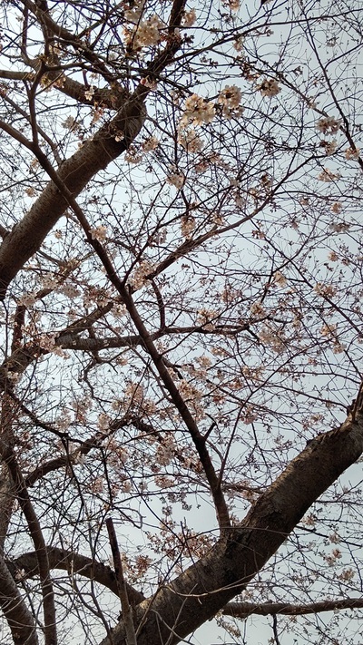 龍巌淵の桜[令和7年(2025年)3月26日]