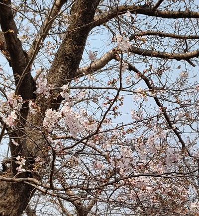 龍巌淵の桜[令和7年(2025年)3月26日]
