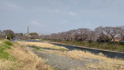 龍巌淵の桜[令和7年(2025年)3月27日]