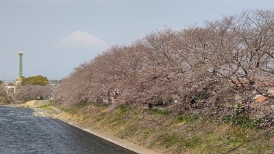龍巌淵の桜[令和7年(2025年)3月27日]