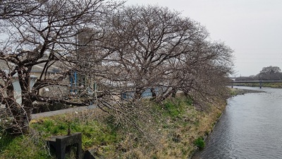 龍巌淵の桜[令和7年(2025年)3月27日]