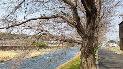 龍巌淵の桜[令和7年(2025年)3月27日]