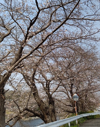 龍巌淵の桜[令和7年(2025年)3月27日]
