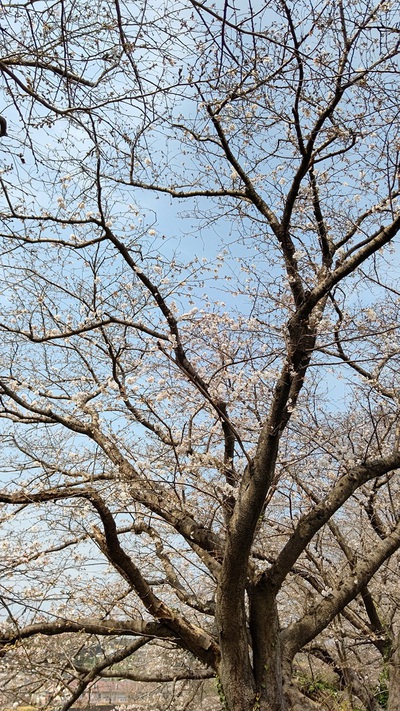 龍巌淵の桜[令和7年(2025年)3月27日]