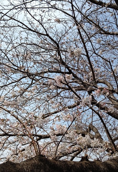 龍巌淵の桜[令和7年(2025年)3月27日]