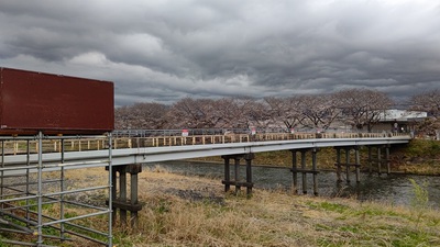 龍巌淵の桜[令和7年(2025年)3月28日]
