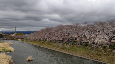 龍巌淵の桜[令和7年(2025年)3月28日]