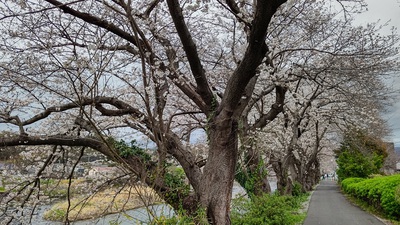 龍巌淵の桜[令和7年(2025年)3月28日]