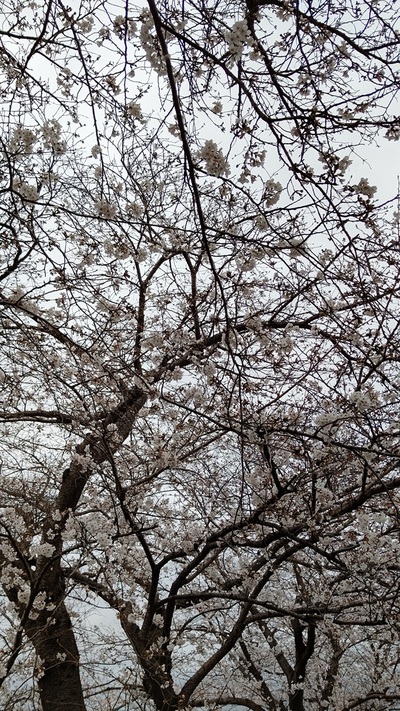 龍巌淵の桜[令和7年(2025年)3月28日]