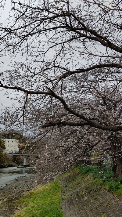 龍巌淵の桜[令和7年(2025年)3月28日]