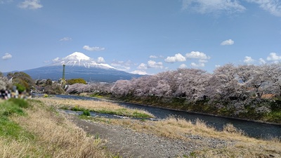 龍巌淵の桜[令和7年(2025年)4月5日]