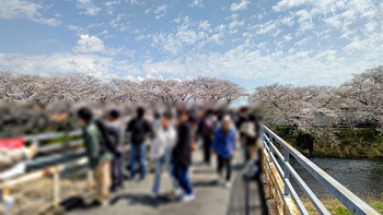 龍巌淵の桜[令和7年(2025年)4月5日]