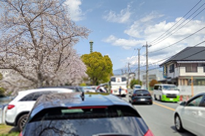龍巌淵の桜[令和7年(2025年)4月5日]