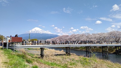 龍巌淵の桜[令和7年(2025年)4月5日]