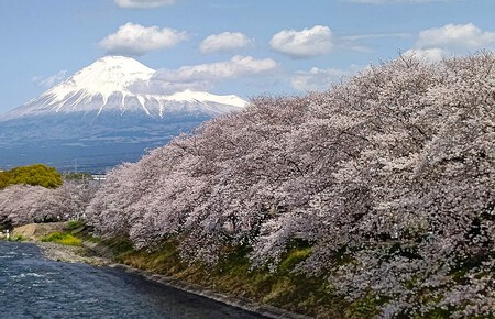 龍巌淵の桜[令和7年(2025年)4月5日]