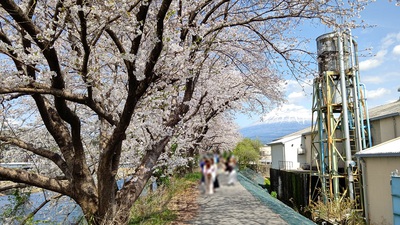 龍巌淵の桜[令和7年(2025年)4月5日]