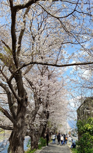龍巌淵の桜[令和7年(2025年)4月5日]