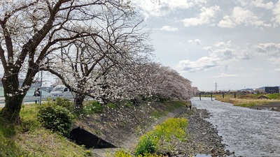 龍巌淵の桜[令和7年(2025年)4月5日]
