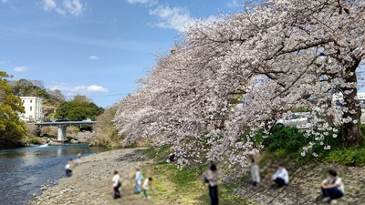 龍巌淵の桜[令和7年(2025年)4月5日]